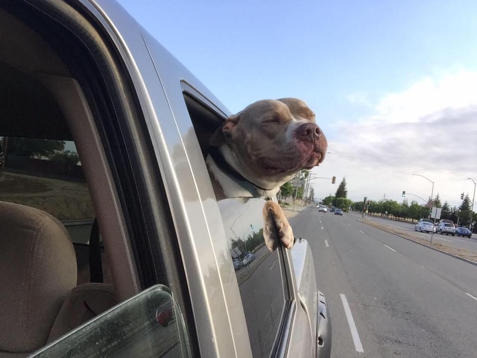 Scrappys Freedom Ride